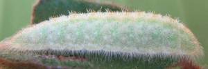 Larvae